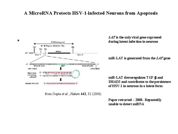 A Micro. RNA Protects HSV-1 -infected Neurons from Apoptosis LAT is the only viral