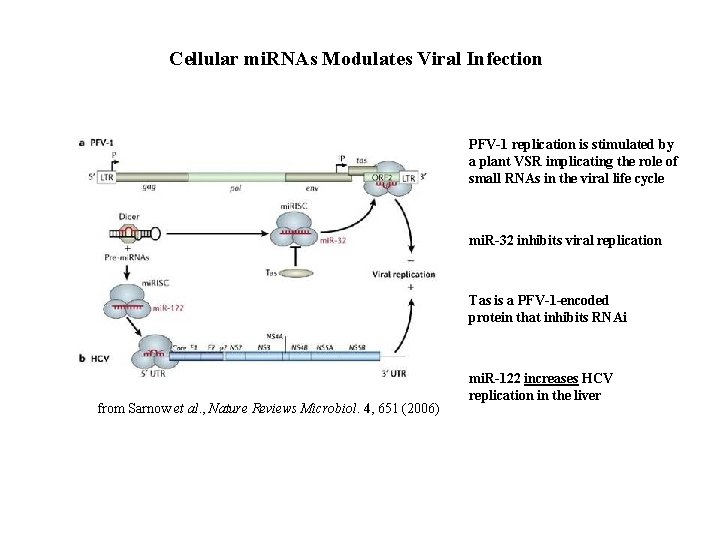 Cellular mi. RNAs Modulates Viral Infection PFV-1 replication is stimulated by a plant VSR