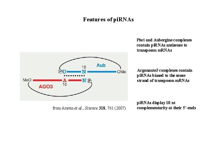Features of pi. RNAs Piwi and Aubergine complexes contain pi. RNAs antisense to transposon