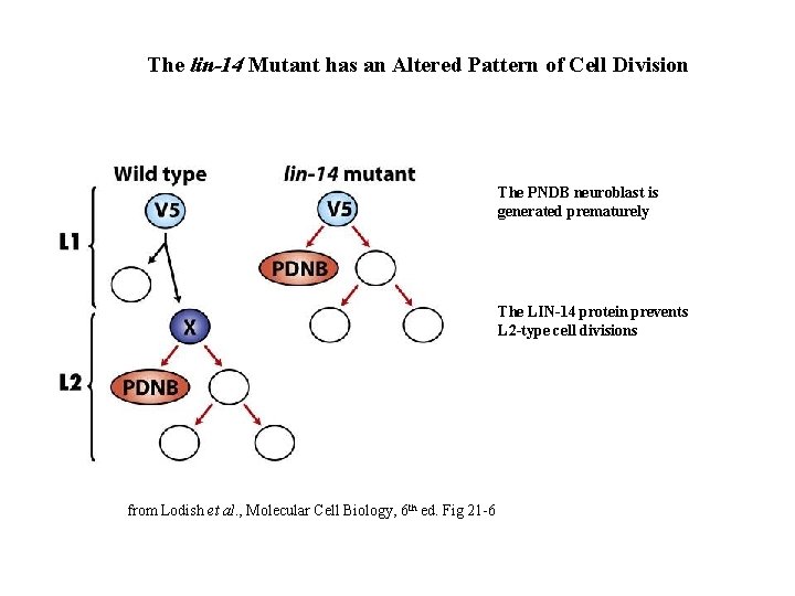 The lin-14 Mutant has an Altered Pattern of Cell Division The PNDB neuroblast is