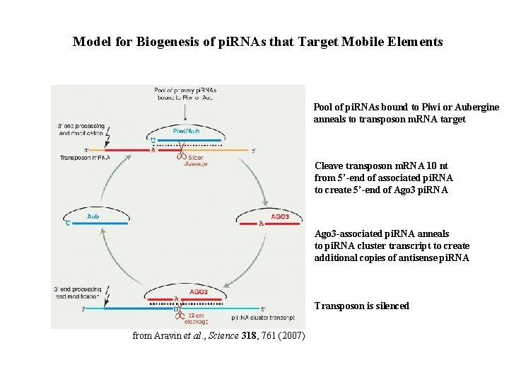 Model for Biogenesis of pi. RNAs that Target Mobile Elements Pool of pi. RNAs