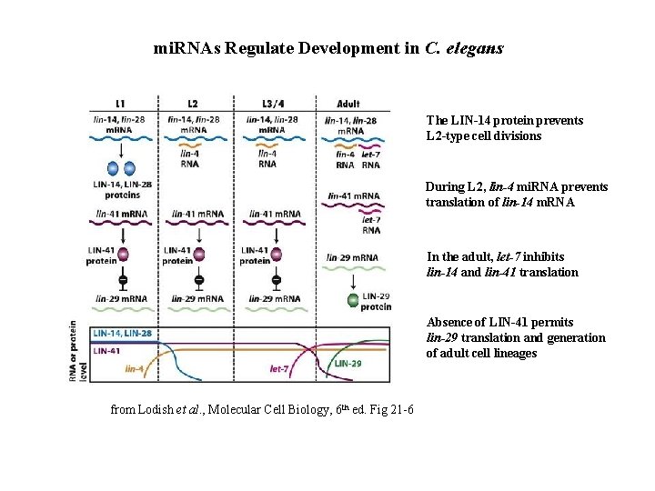 mi. RNAs Regulate Development in C. elegans The LIN-14 protein prevents L 2 -type