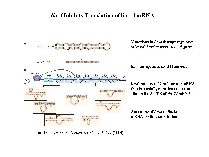 lin-4 Inhibits Translation of lin-14 m. RNA Mutations in lin-4 disrupt regulation of larval