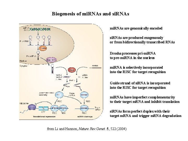 Biogenesis of mi. RNAs and si. RNAs mi. RNAs are genomically encoded si. RNAs
