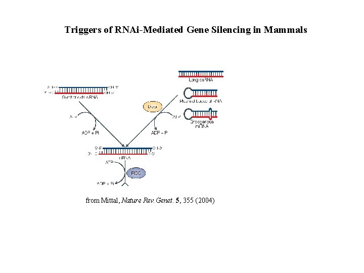 Triggers of RNAi-Mediated Gene Silencing in Mammals from Mittal, Nature Rev. Genet. 5, 355