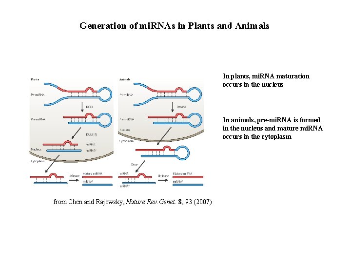 Generation of mi. RNAs in Plants and Animals In plants, mi. RNA maturation occurs