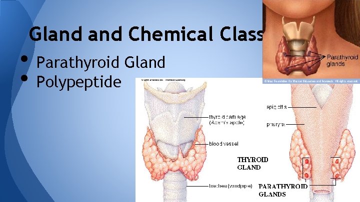 Gland Chemical Class • Parathyroid Gland • Polypeptide 