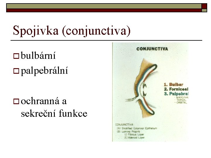 Spojivka (conjunctiva) o bulbární o palpebrální o ochranná a sekreční funkce Spojivka (conjunctiva) o bulbární o palpebrální o ochranná a sekreční funkce