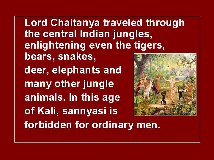 Lord Chaitanya traveled through the central Indian jungles, enlightening even the tigers, bears, snakes,