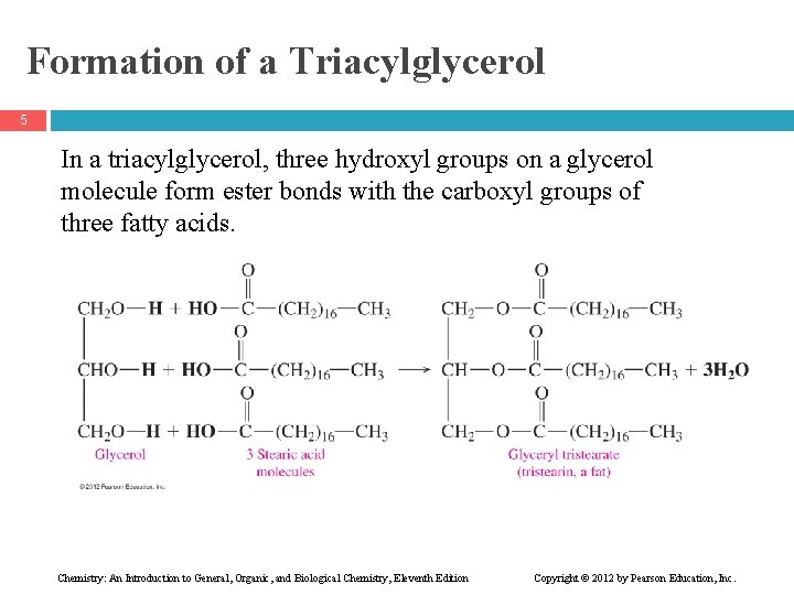 Formation of a Triacylglycerol 5 In a triacylglycerol, three hydroxyl groups on a glycerol