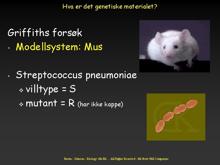 Hva er det genetiske materialet? Griffiths forsøk • Modellsystem: Mus • Streptococcus pneumoniae v