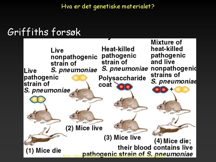 Hva er det genetiske materialet? Griffiths forsøk Raven - Johnson - Biology: 6 th