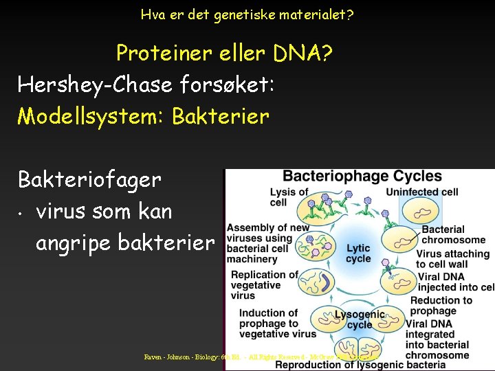 Hva er det genetiske materialet? Proteiner eller DNA? Hershey-Chase forsøket: Modellsystem: Bakterier Bakteriofager •