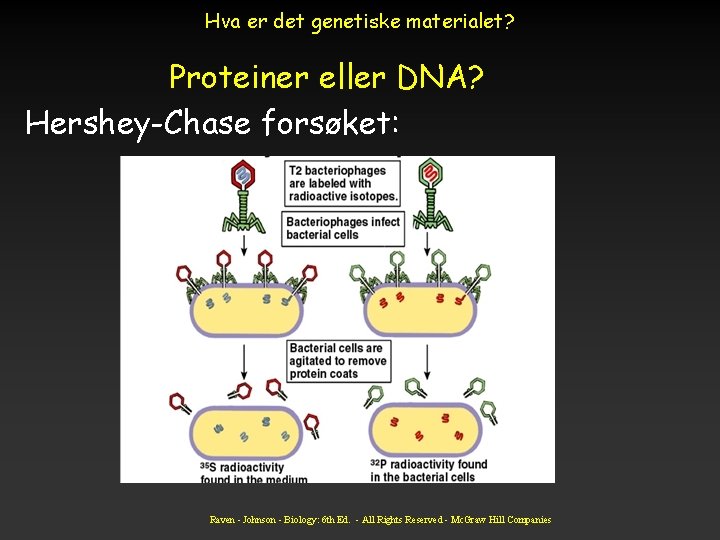 Hva er det genetiske materialet? Proteiner eller DNA? Hershey-Chase forsøket: Raven - Johnson -