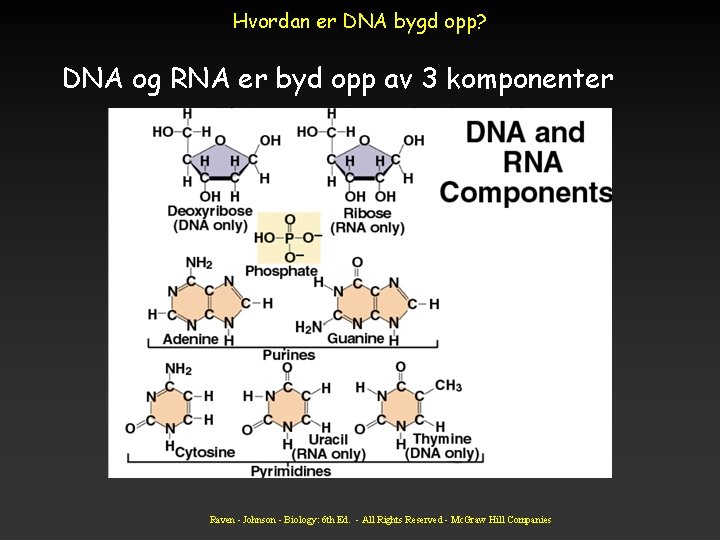 Hvordan er DNA bygd opp? DNA og RNA er byd opp av 3 komponenter