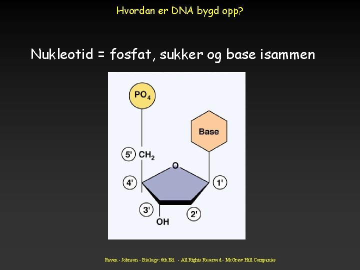 Hvordan er DNA bygd opp? Nukleotid = fosfat, sukker og base isammen Raven -