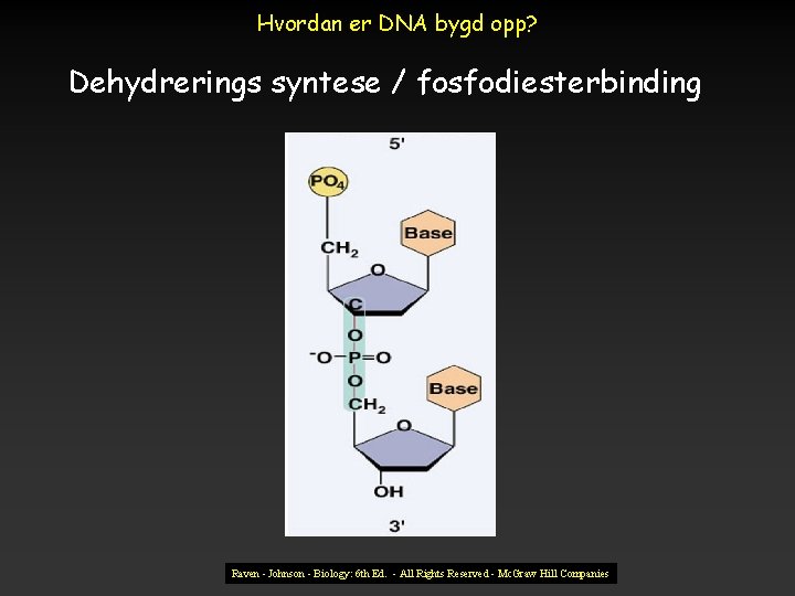 Hvordan er DNA bygd opp? Dehydrerings syntese / fosfodiesterbinding Raven - Johnson - Biology: