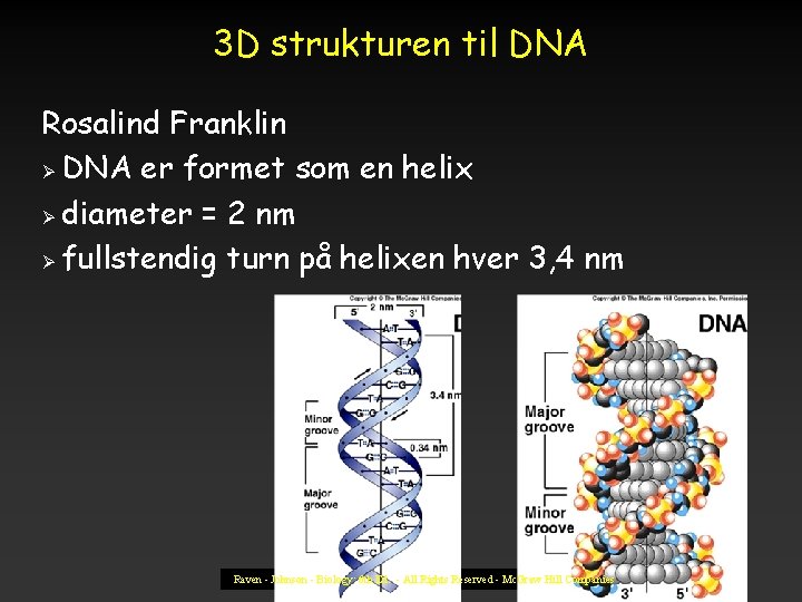 3 D strukturen til DNA Rosalind Franklin Ø DNA er formet som en helix