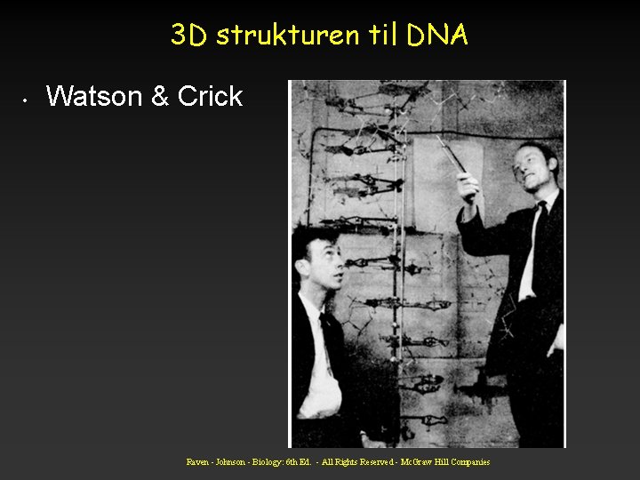 3 D strukturen til DNA • Watson & Crick Raven - Johnson - Biology: