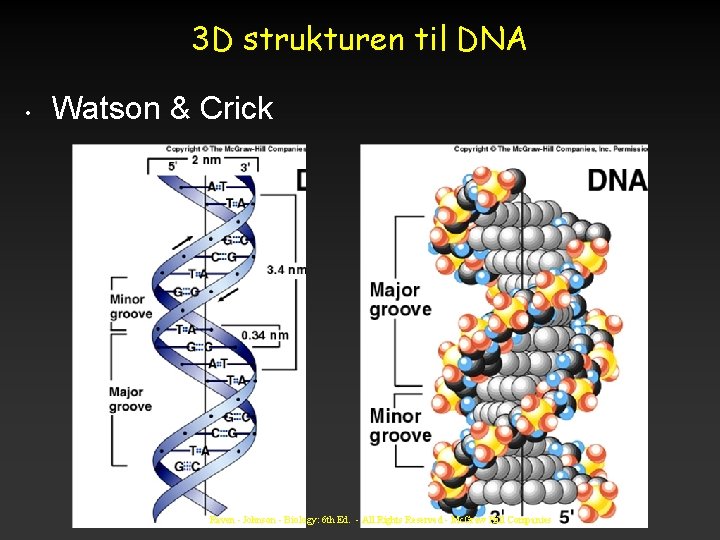 3 D strukturen til DNA • Watson & Crick Raven - Johnson - Biology: