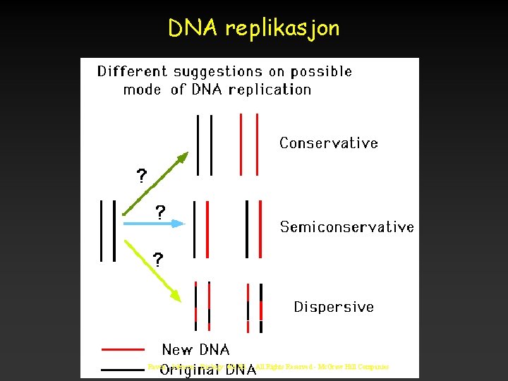DNA replikasjon Raven - Johnson - Biology: 6 th Ed. - All Rights Reserved