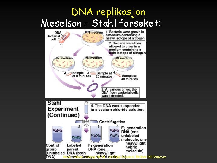 DNA replikasjon Meselson - Stahl forsøket: Raven - Johnson - Biology: 6 th Ed.