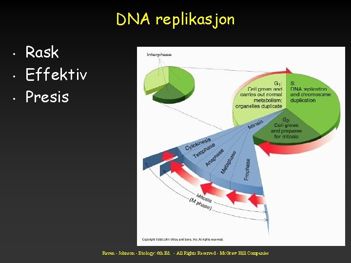 DNA replikasjon • • • Rask Effektiv Presis Raven - Johnson - Biology: 6