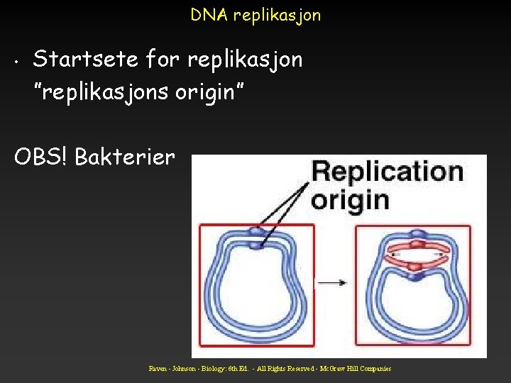 DNA replikasjon • Startsete for replikasjon ”replikasjons origin” OBS! Bakterier Raven - Johnson -