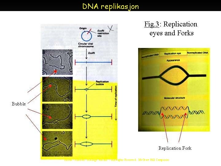 DNA replikasjon Raven - Johnson - Biology: 6 th Ed. - All Rights Reserved