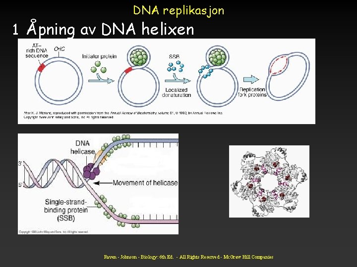 DNA replikasjon 1 Åpning av DNA helixen Raven - Johnson - Biology: 6 th