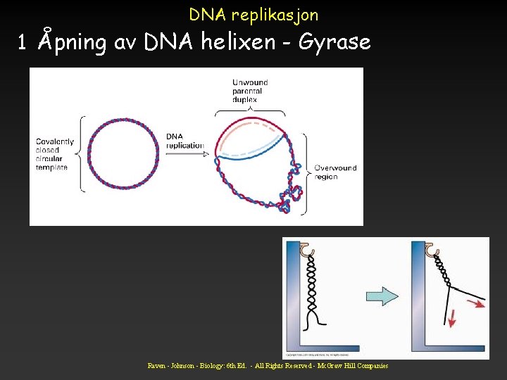 DNA replikasjon 1 Åpning av DNA helixen - Gyrase Raven - Johnson - Biology: