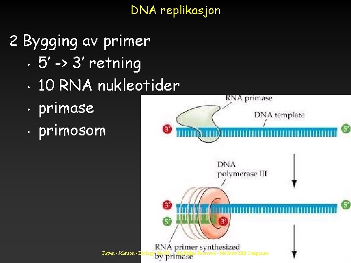 DNA replikasjon 2 Bygging av primer • • 5’ -> 3’ retning 10 RNA