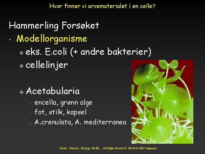 Hvor finner vi arvematerialet i en celle? Hammerling Forsøket • Modellorganisme v eks. E.