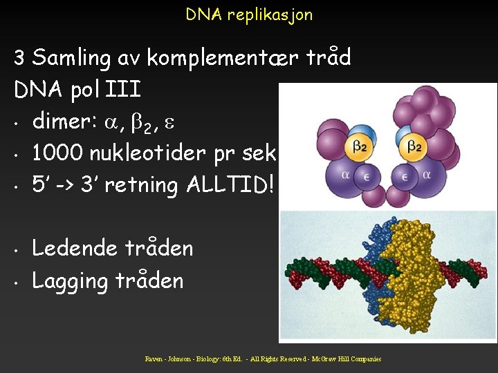 DNA replikasjon 3 Samling av komplementær tråd DNA pol III • dimer: , 2,