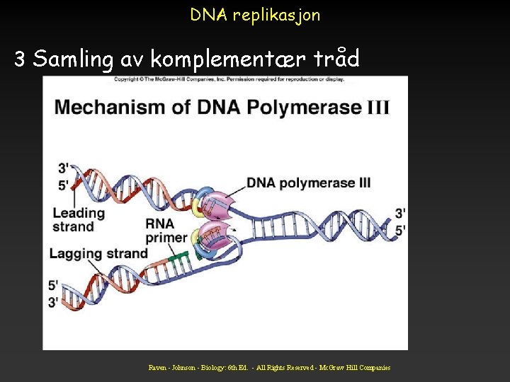 DNA replikasjon 3 Samling av komplementær tråd Raven - Johnson - Biology: 6 th