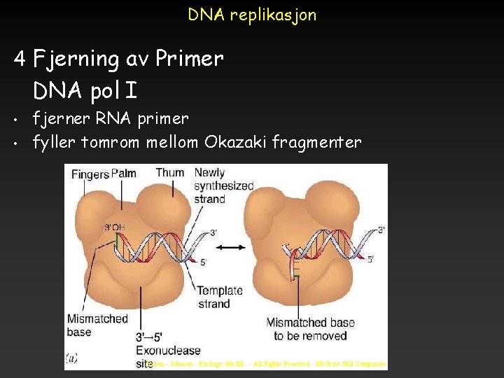 DNA replikasjon 4 Fjerning av Primer DNA pol I • • fjerner RNA primer