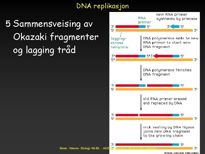 DNA replikasjon 5 Sammensveising av Okazaki fragmenter og lagging tråd Raven - Johnson -
