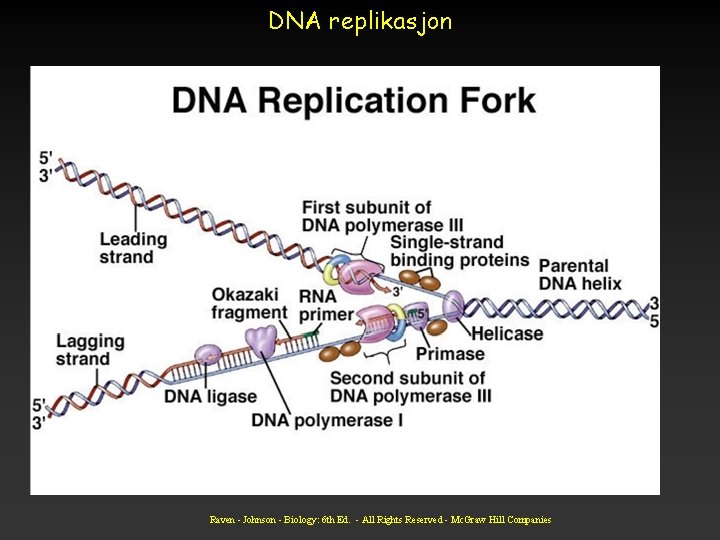DNA replikasjon Raven - Johnson - Biology: 6 th Ed. - All Rights Reserved