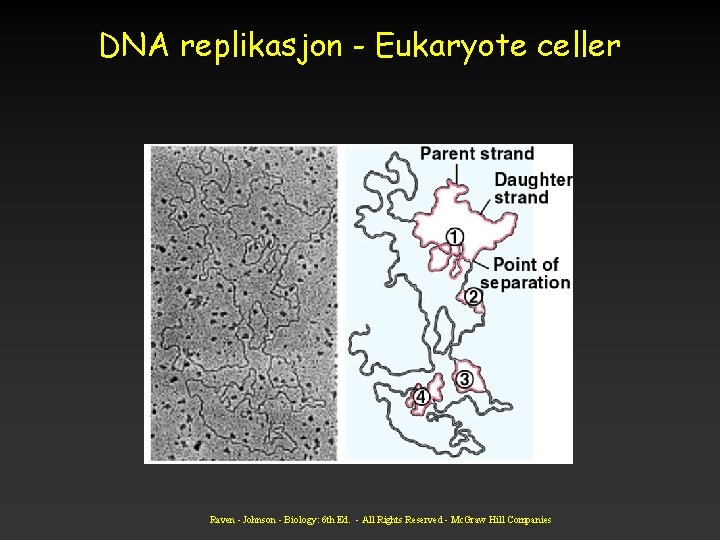 DNA replikasjon - Eukaryote celler Raven - Johnson - Biology: 6 th Ed. -