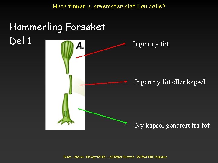 Hvor finner vi arvematerialet i en celle? Hammerling Forsøket Del 1 Ingen ny fot