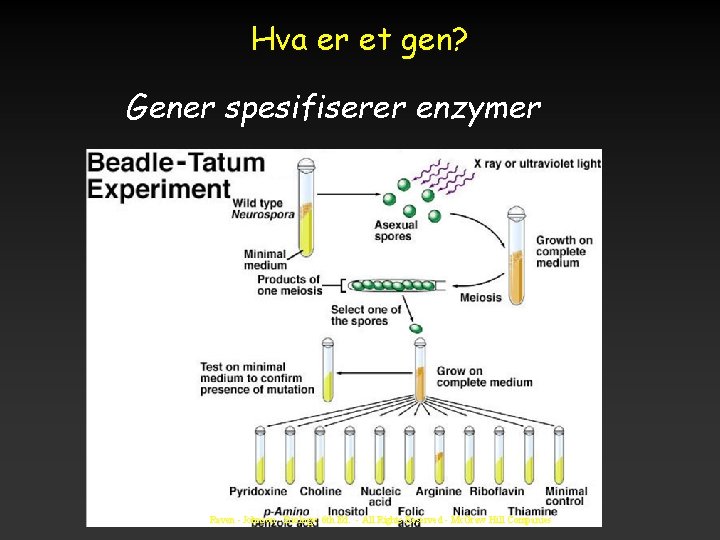 Hva er et gen? Gener spesifiserer enzymer Raven - Johnson - Biology: 6 th