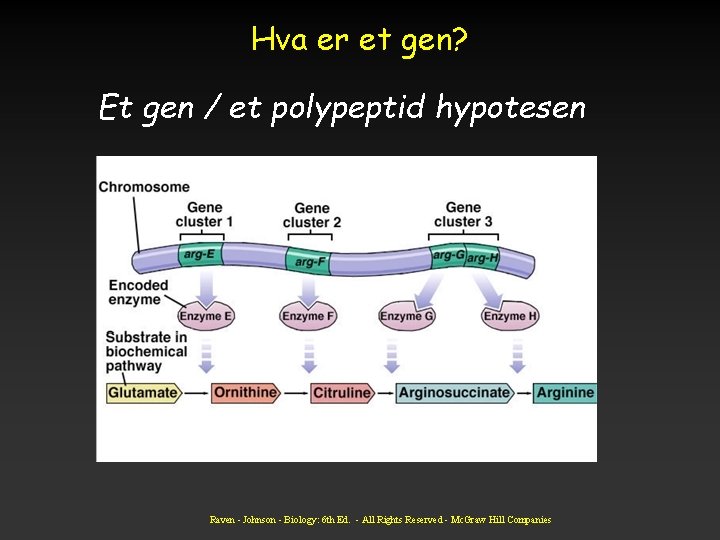 Hva er et gen? Et gen / et polypeptid hypotesen Raven - Johnson -