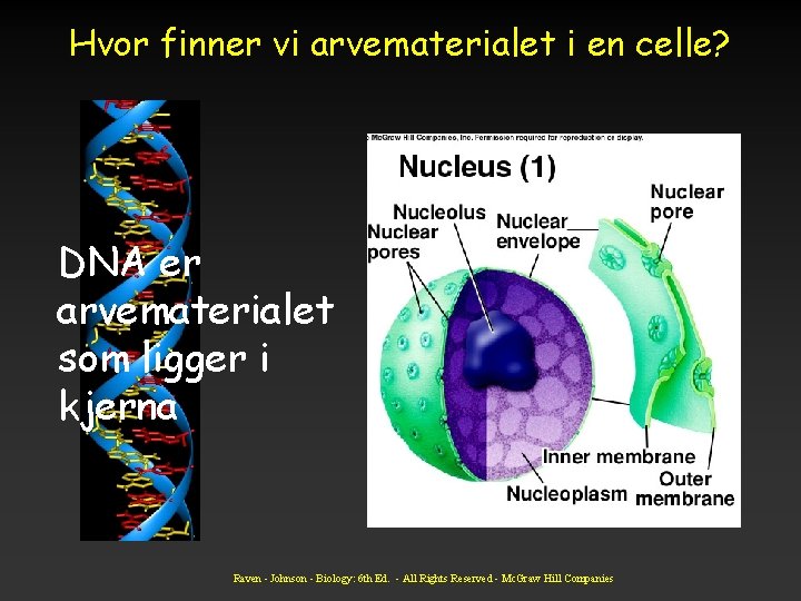 Hvor finner vi arvematerialet i en celle? DNA er arvematerialet som ligger i kjerna