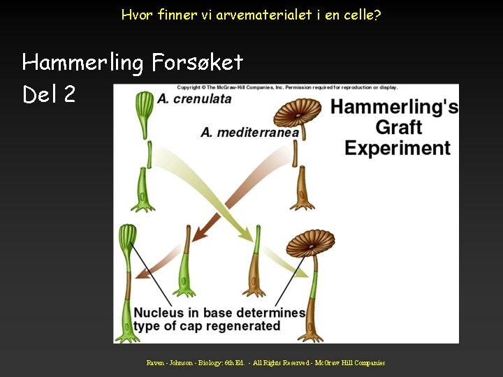 Hvor finner vi arvematerialet i en celle? Hammerling Forsøket Del 2 Raven - Johnson