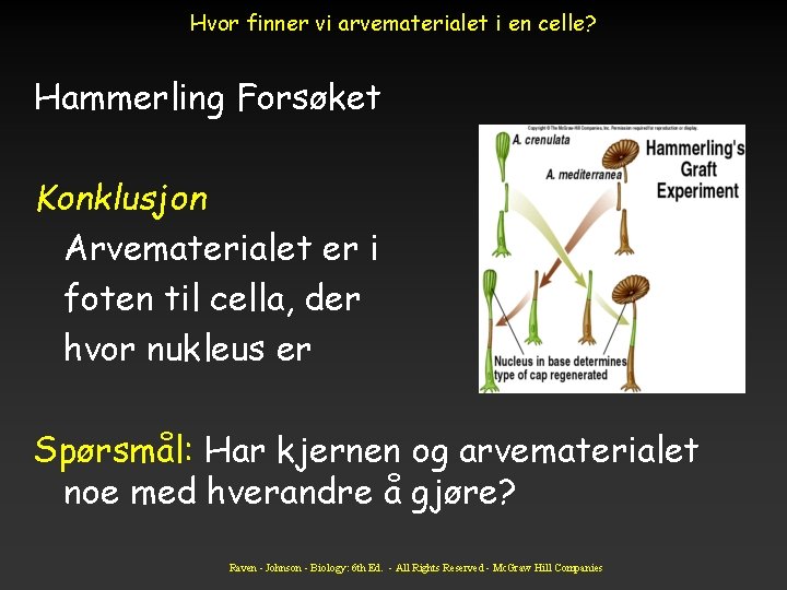 Hvor finner vi arvematerialet i en celle? Hammerling Forsøket Konklusjon Arvematerialet er i foten