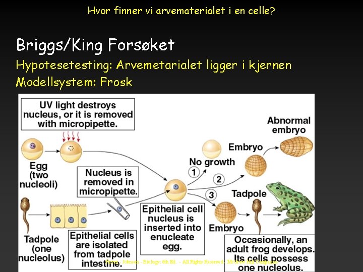 Hvor finner vi arvematerialet i en celle? Briggs/King Forsøket Hypotesetesting: Arvemetarialet ligger i kjernen