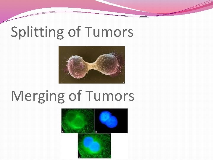 Splitting of Tumors Merging of Tumors 