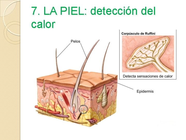 7. LA PIEL: detección del calor 