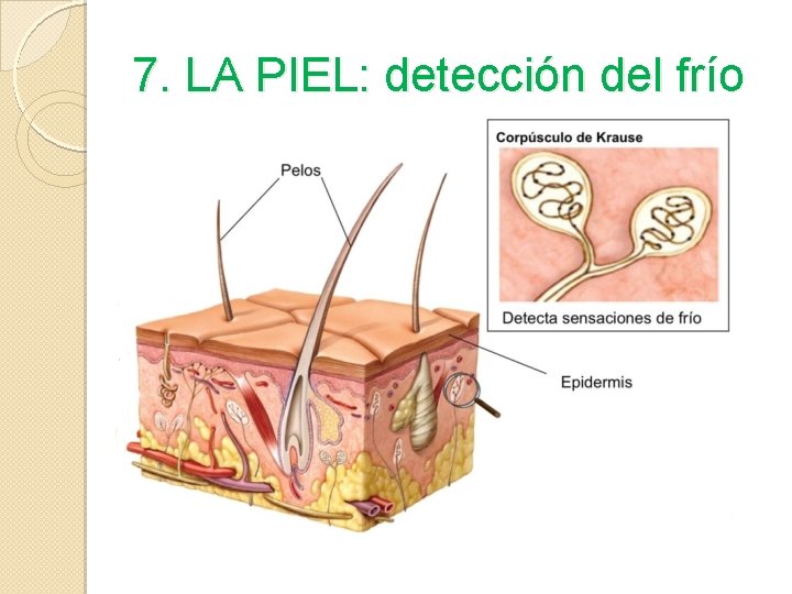 7. LA PIEL: detección del frío 