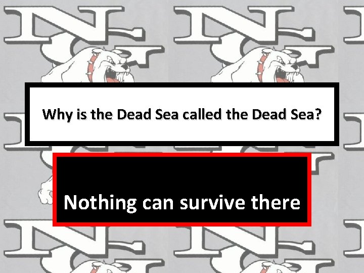 Why is the Dead Sea called the Dead Sea? Nothing can survive there 